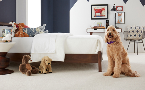 Goldendoodle sitting on beige carpet in Children's Bedroom